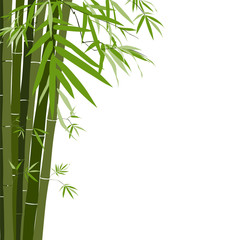 Fototapeta na wymiar Bamboo,vector illustration