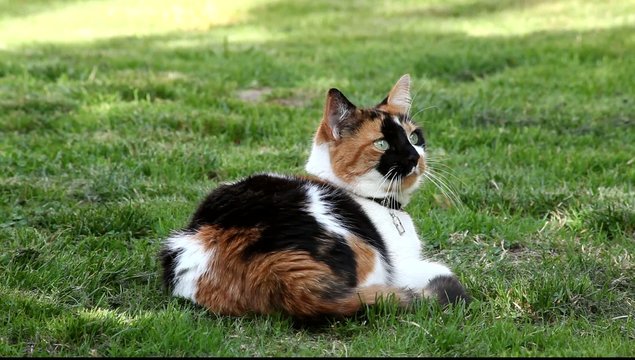 chatte
