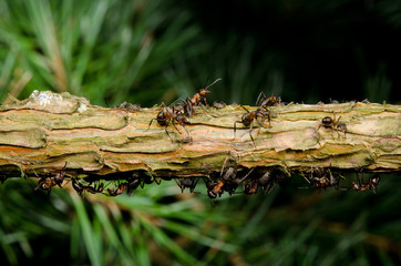 red wood ants protecting their aphids on fir branch