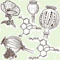 Illustration of narcotics - poppy and opium