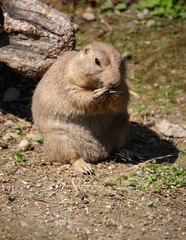 Prairie Dog Eating Alone
