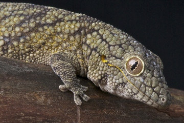 Chameleon gecko / Eurydactylodes vieillardi © mgkuijpers