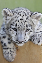 Naklejka premium Young Snow leopard, Irbis. 