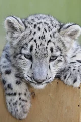 Deurstickers Young Snow leopard, Irbis.   © Dead Tree World