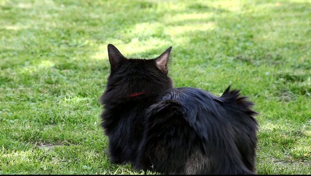 chat noir