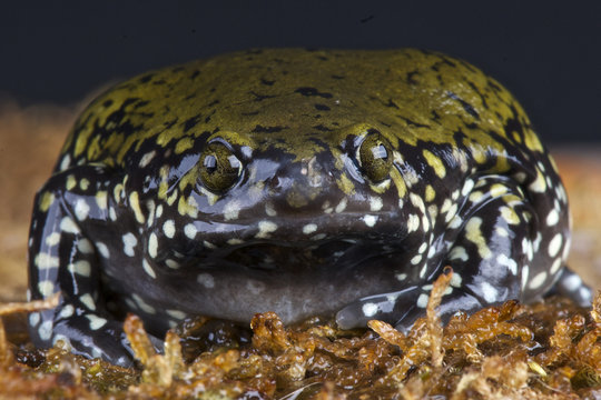 narrow beaked frog / Dermatonotus muelleri