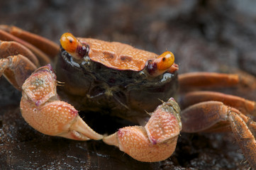 Orange vampire crab / Geosesarma sp. © mgkuijpers