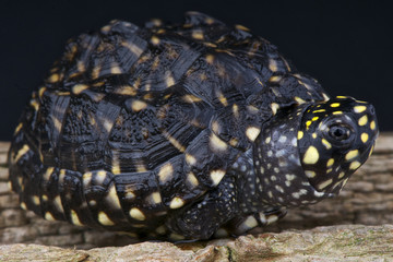 Fototapeta premium Spooted pond turtle / Geoclemys hamiltonii