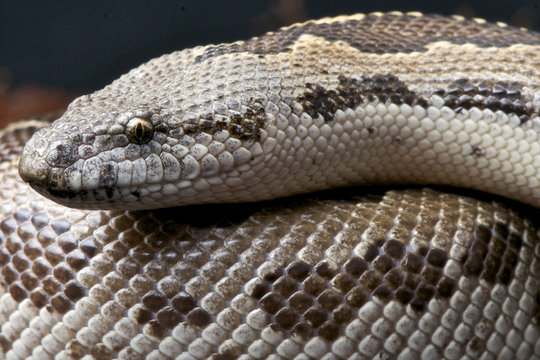 Sand Boa / Gongylophis conicus