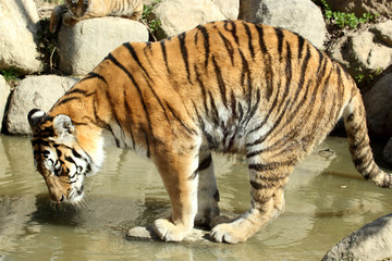tigre de Sibérie (Panthera tigris altaica) 