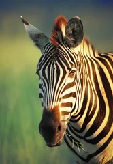 Stickers pour porte Couleur pistache Zebra portrait