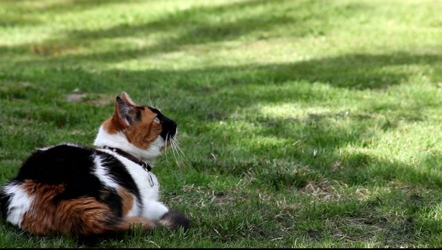 chat