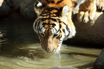 tigre de Sibérie (Panthera tigris altaica) 