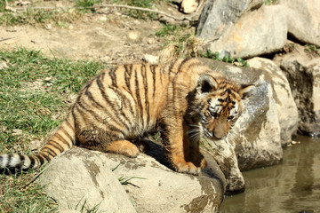 tigre de Sibérie (Panthera tigris altaica) 