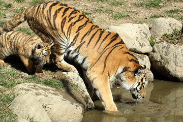 tigre de Sibérie (Panthera tigris altaica) 