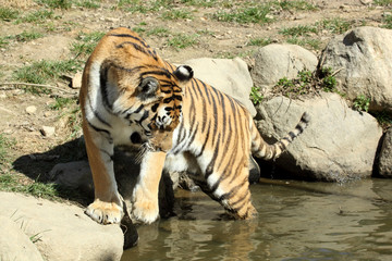 tigre de Sibérie (Panthera tigris altaica) 