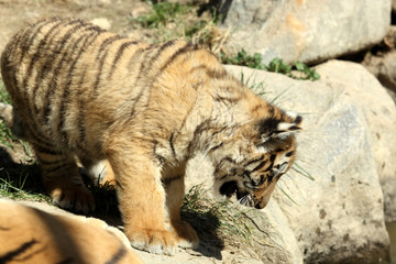 tigre de Sibérie (Panthera tigris altaica) 