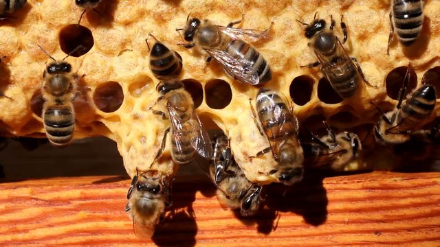 Cocoons future Queens Bees