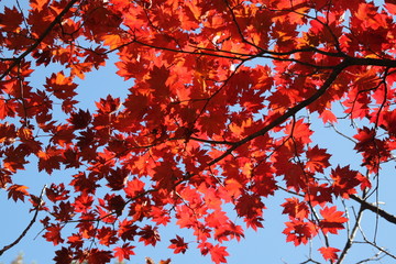 red leaves