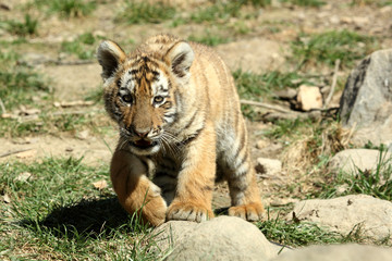 tigre de Sibérie (Panthera tigris altaica) 