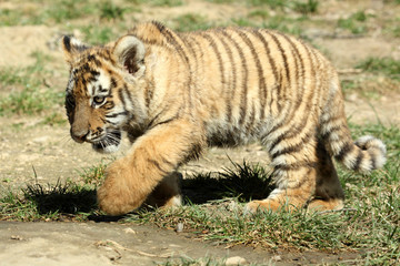 tigre de Sibérie (Panthera tigris altaica) 