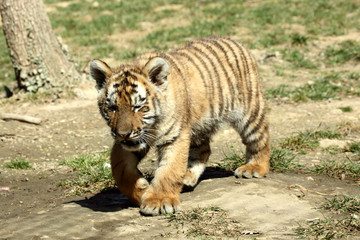 tigre de Sibérie (Panthera tigris altaica) 