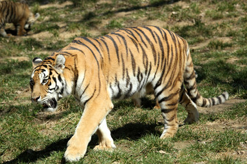 Fototapeta na wymiar tigre de Sibérie (Panthera tigris altaica) 