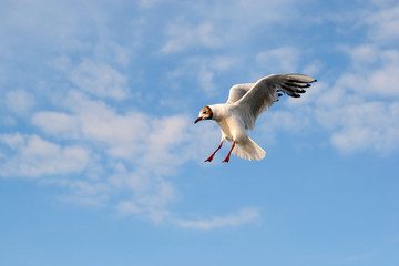 Flight of seagull