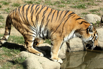 tigre de Sibérie (Panthera tigris altaica) 