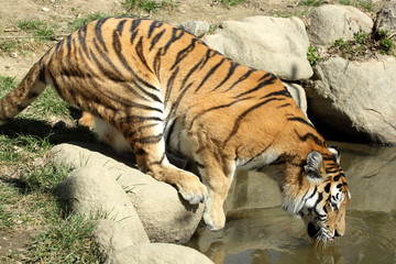 tigre de Sibérie (Panthera tigris altaica) 