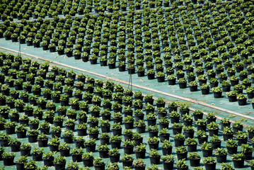 Obraz premium Vivaio