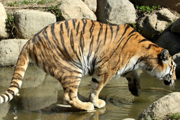tigre de Sibérie (Panthera tigris altaica) 