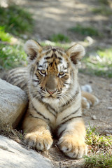 tigre de Sibérie (Panthera tigris altaica) 