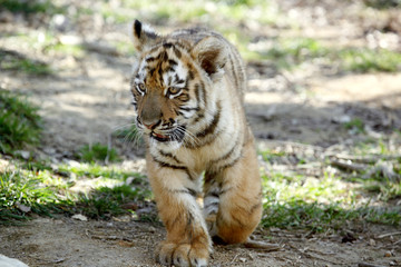 tigre de Sibérie (Panthera tigris altaica) 