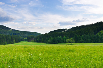 Flowered meadow near forest