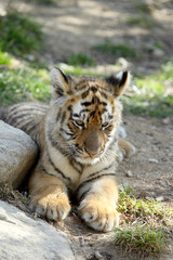 tigre de Sibérie (Panthera tigris altaica) 