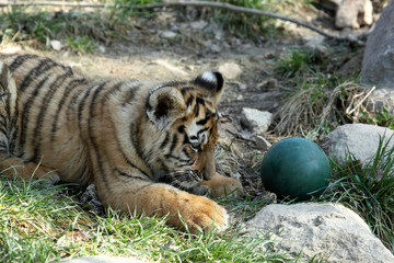 tigre de Sibérie (Panthera tigris altaica)