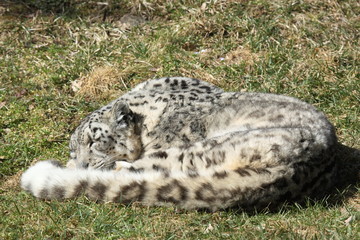 panthère des neiges  (Panthera uncia)