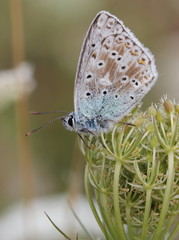 Silbergrüner Bläuling (Polyommatus coridon) auf Wilder Möhre