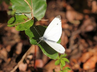 Kohlweißling auf Buchenkeimling