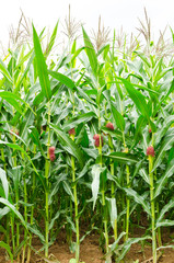A green field of corn