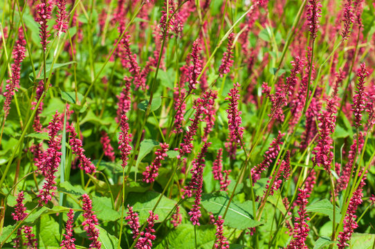 Closeup of red flowering Persicaria amplexicaulis Atrosanguinea