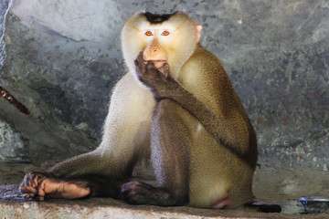 Monkey (Pig-tailed macaque)