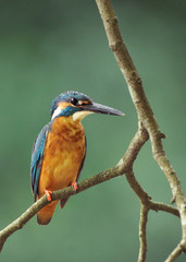 Fototapeta premium 止まり木のカワセミ