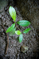 Leaves