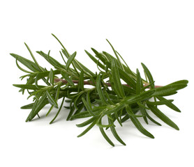 Fototapeta premium Sweet rosemary leaves