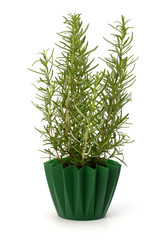 Sweet rasemary plant