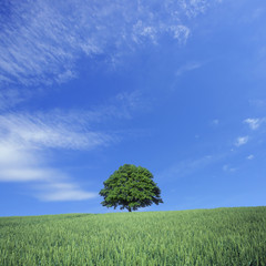 Fototapeta premium Green wheat field and lone tree