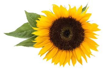 Cercles muraux Tournesol sunflower5