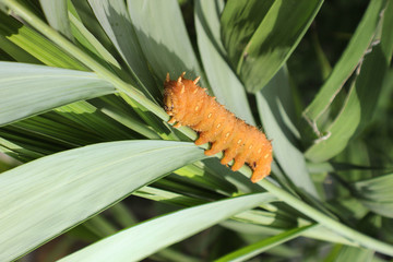 Caterpillar